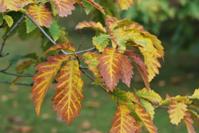 Quercus muehlenbergii - dub Muehlenbergův - listy podzim